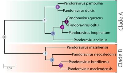 Pandoravirus Celtis Illustrates the Microevolution Processes at Work in the Giant Pandoraviridae Genomes